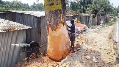 গাছ কাটায় ক্ষোভ প্রকাশ করেছেন পরিবেশবাদী ও স্থানীয়রা