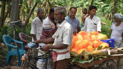 ক্রেতারা ক্ষেত থেকেই নিয়ে যাচ্ছেন তরমুজ