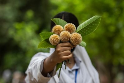 কদম ফুলের থোকা হাতে এক কিশোরী 
