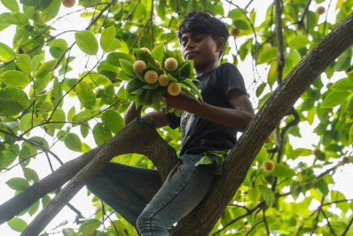 ফুল সংগ্রহে কদম গাছে চড়েছে এক কিশোর