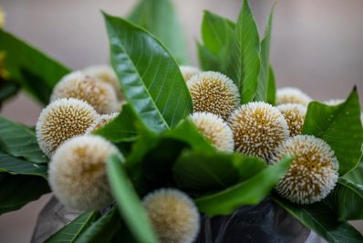 গাছ থেকে সদ্য পেড়ে আনা কদম ফুলের গুচ্ছ