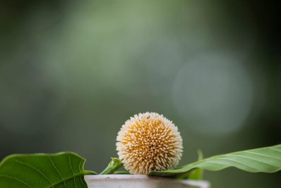 এলো আষাঢ়, ফুটেছে কদম (ফটোস্টোরি)