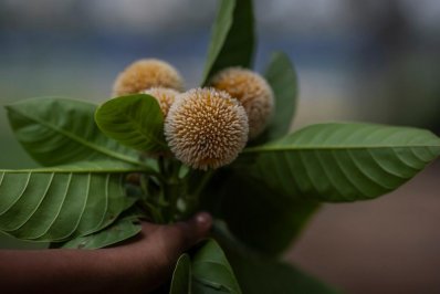 এলো আষাঢ়, ফুটেছে কদম (ফটোস্টোরি)