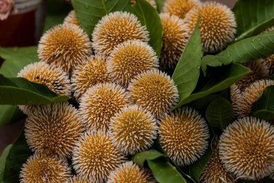 এলো আষাঢ়, ফুটেছে কদম (ফটোস্টোরি)