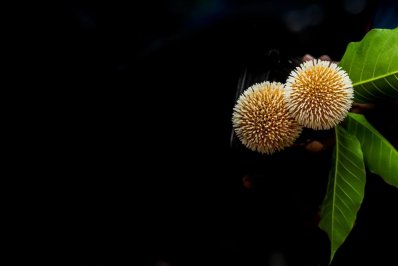 এলো আষাঢ়, ফুটেছে কদম (ফটোস্টোরি)