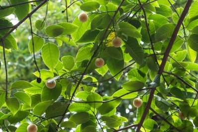 গাছের ডাল ও শাখা-প্রশাখায় ফুটেছে শত শত কদম