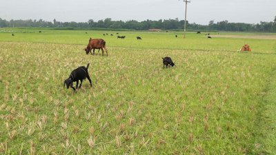 পানির সংকটে কৃষিতে পড়েছে বিরূপ প্রভাব