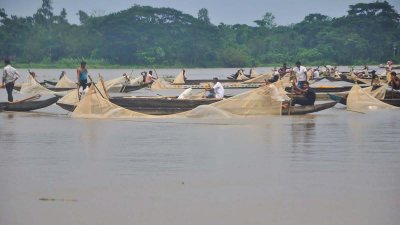 তিনশ নৌকা নিয়ে ডিম সংগ্রহ করেছেন জেলেরা