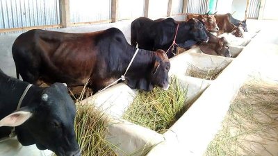 গরুর খামার