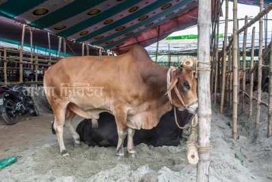 চলছে গাবতলী পশুর হাটের প্রস্তুতি