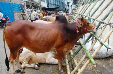 লাভের আশায় দেশের বিভিন্ন স্থান থেকে খামারি ও ব্যবসায়ীরা গরু নিয়ে রাজধানীর কোরবানির পশুর হাটগুলোতে আসছেন (ছবি: ফোকাস বাংলা)