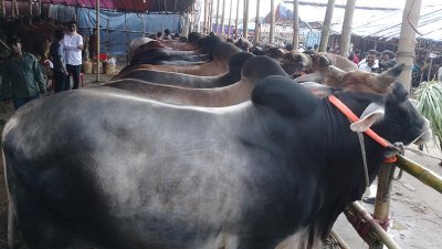 ট্রাকে ট্রাকে চট্টগ্রামের হাটে আসছে গরু, এখনও জমে ওঠেনি বিক্রি