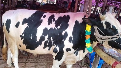 ট্রাকে ট্রাকে চট্টগ্রামের হাটে আসছে গরু, এখনও জমে ওঠেনি বিক্রি