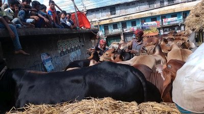 ট্রাকে ট্রাকে চট্টগ্রামের হাটে আসছে গরু, এখনও জমে ওঠেনি বিক্রি