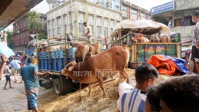 প্রতিবেশীর সঙ্গে ভাগে কোরবানি দেওয়ার সিদ্ধান্ত নিয়েছেন রাজধানীর অনেক
