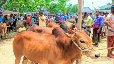 দেশের ১৫ থেকে ২০ শতাংশ খামার বন্ধ হয়ে গেছে   ছবি: প্রতিবেদক