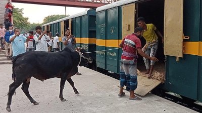 চালু হলো ট্রেন, রাজশাহী থেকে ঢাকায় একটি গরু আনতে খরচ ৫৯২ টাকা