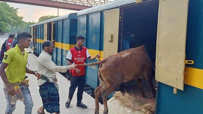 চালু হলো ট্রেন, রাজশাহী থেকে ঢাকায় একটি গরু আনতে খরচ ৫৯২ টাকা