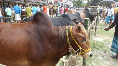 জেলা শহরের কালিতলা কেন্দ্রীয় বাস টার্মিনাল মাঠে কোরবানির পশুর হাট