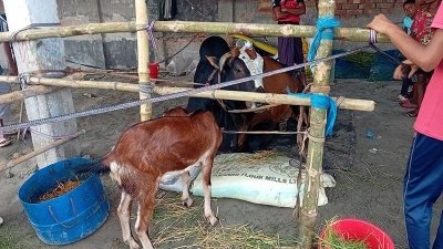 গরু ও সঙ্গে ফ্রি দেওয়া খাসি