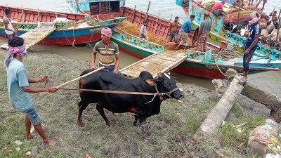 হাটে আনা হচ্ছে গরু
