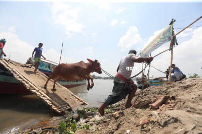 একেকটি ট্রলারে ৪০ থেকে ৫০টি গরু বহন করা সম্ভব