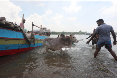 নৌপথে আনা গরুর বেশিরভাগই যায় পুরান ঢাকার হাটগুলোতে