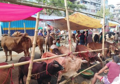 ক্রেতা বাড়ার অপেক্ষায় অলস দিন কাটছে গরুর ব্যাপারীদের
