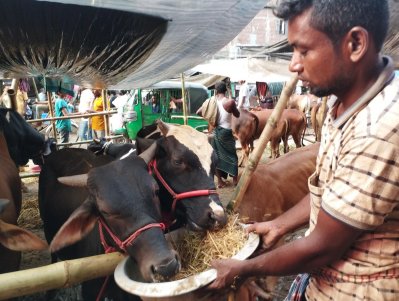 দূরদূরান্ত থেকে একটু বেশি লাভের আশায় রাজধানীতে গরু নিয়ে এসেছেন ব্যবসায়ীরা