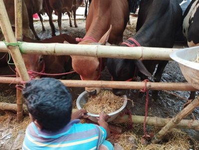 প্রতিদিনই গরু আসছে রাজধানীর হাটগুলোতে