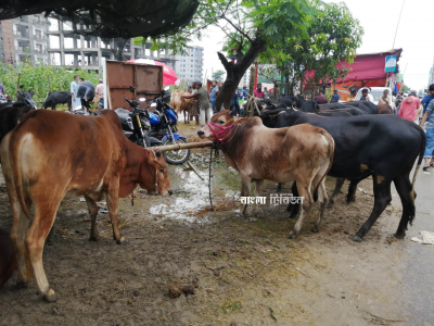 কোরবানির পশুর হাট