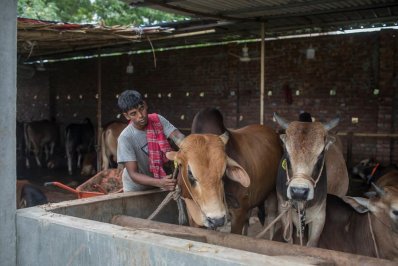 বিক্রির জন্য গরুগুলোকে প্রস্তুত করা হচ্ছে