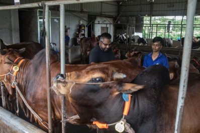 গরুর যত্ন নিচ্ছেন খামারি
