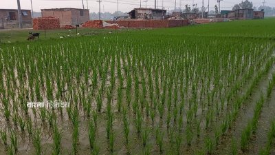 আবাদি জমি দখল করে গড়ে উঠেছে আবাসন প্রকল্প