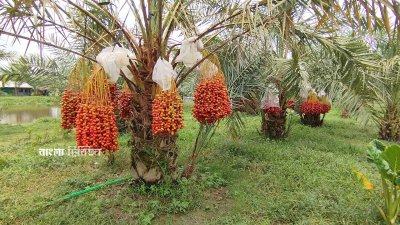 গাছের থোকায় থোকায় ঝুলছে বিভিন্ন রঙের খেজুর