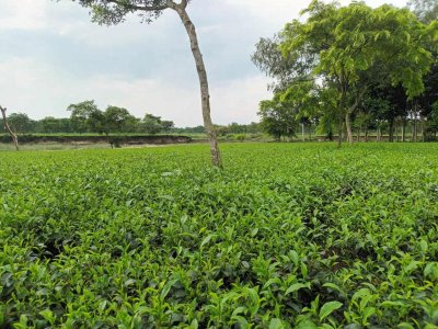  ঠাকুরগাঁওয়ের সমতল ভূমিতে গড়ে উঠেছে চা বাগান