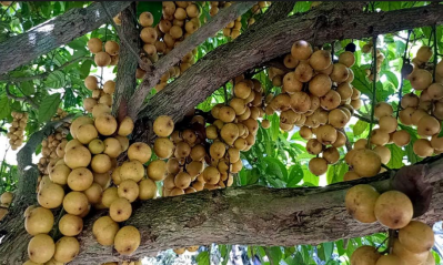 হলুদ রঙের লটকনে বাগানের গাছগুলো রঙিন হয়ে উঠেছে