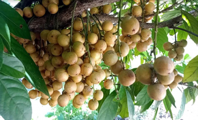 পুরো এলাকায় এখন গাছভর্তি লটকন আর লটকন