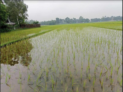বৃষ্টিতে প্রাণ পেযেছে আমনের ক্ষেত