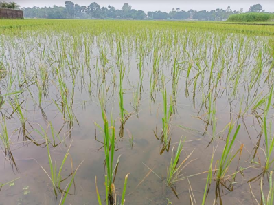 বৃষ্টিতে প্রাণ পেযেছে আমনের ক্ষেত