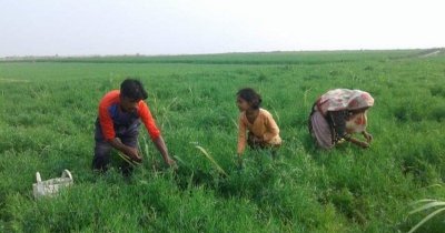 উন্নত কৃষি প্রযুক্তি সম্প্রসারণ ও পতিত জমি ব্যবহারের মাধ্যমে চরাঞ্চলের শস্যের নিবিড়তা ১৪০ শতাংশ থেকে ১৪৫ শতাংশে উন্নীত হবে