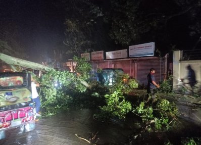 ঘূর্ণিঝড় হামুনের প্রভাবে কক্সবাজারে লন্ডভন্ড হয়ে গেছে গাছপালা (ছবি: ফোকাস বাংলা)