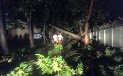 ঘূর্ণিঝড় হামুনের প্রভাবে প্রচণ্ড বাতাসে কক্সবাজারে গাছপালা উপড়ে ও হেলে পড়েছে অনেক জায়গায় (ছবি: ফোকাস বাংলা)