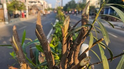 ক্ষোভে সড়ক বিভাজকের সৌন্দর্যবর্ধন ফুলগাছ কেটে গ্রেফতার যুবক