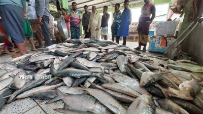 ইলিশ (ফাইল ছবি)