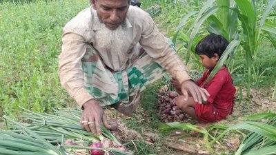 কৃষকরা বলছেন, হাত বদলে নতুন পেঁয়াজের দাম দ্বিগুণ হয়ে যাচ্ছে