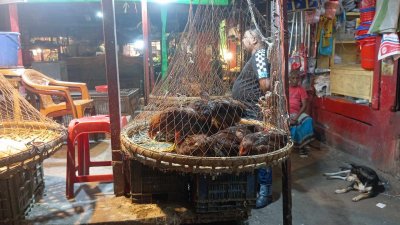 দেশি ও সোনালি জাতের মুরগির দাম ঊর্ধ্বমুখী