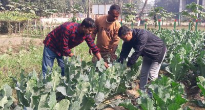 দিনাজপুর সদর সার্কেলের অতিরিক্ত পুলিশ সুপার শেখ মো. জিন্নাহ আল মামুনের উদ্যোগে তার কার্যালয়ের চারপাশে শাক-সবজি চাষ হচ্ছে
