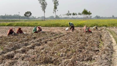Farmers picking potatoes (Photo: Bangla Tribune)