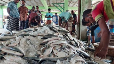 Hilsa is smuggled from the sea